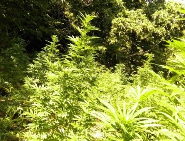 Γκάφα της αστυνομίας: Τι συνέβη με την μεγαλύτερη χασισοφυτεία της Ελλάδας;